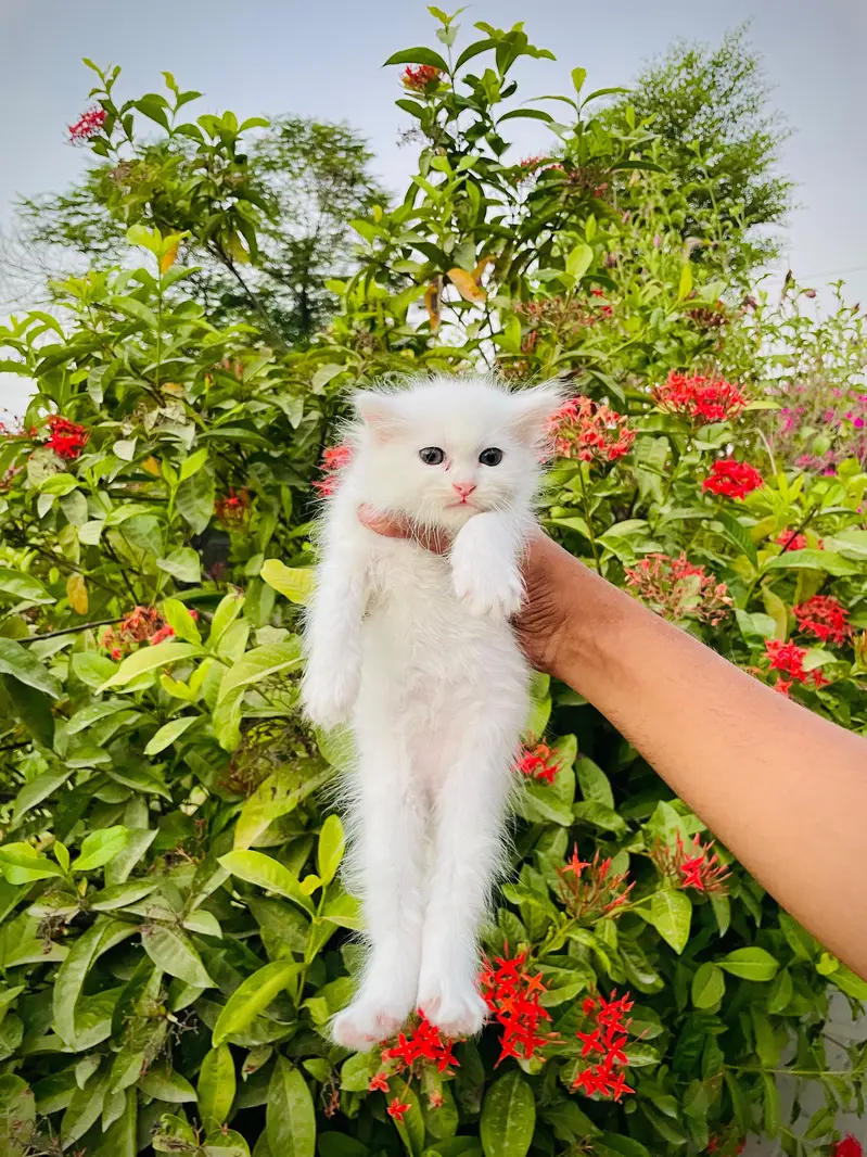 Persian Triple coated — photo 3