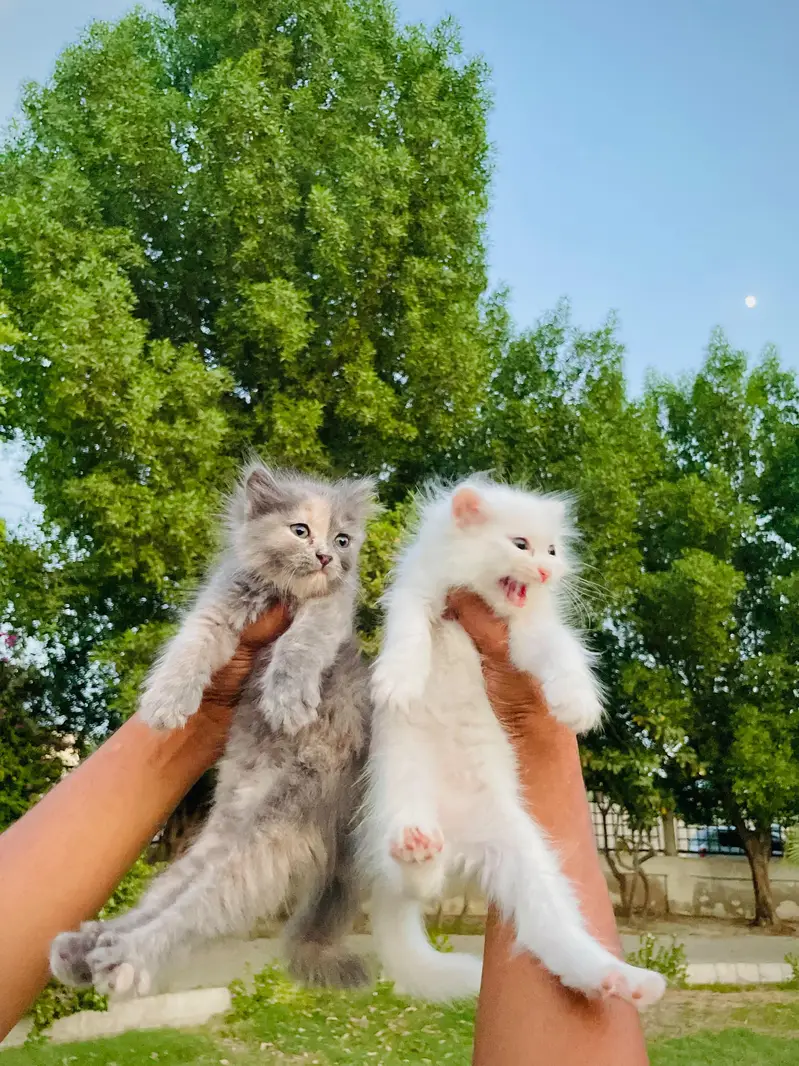 Persian Triple coated — photo 5