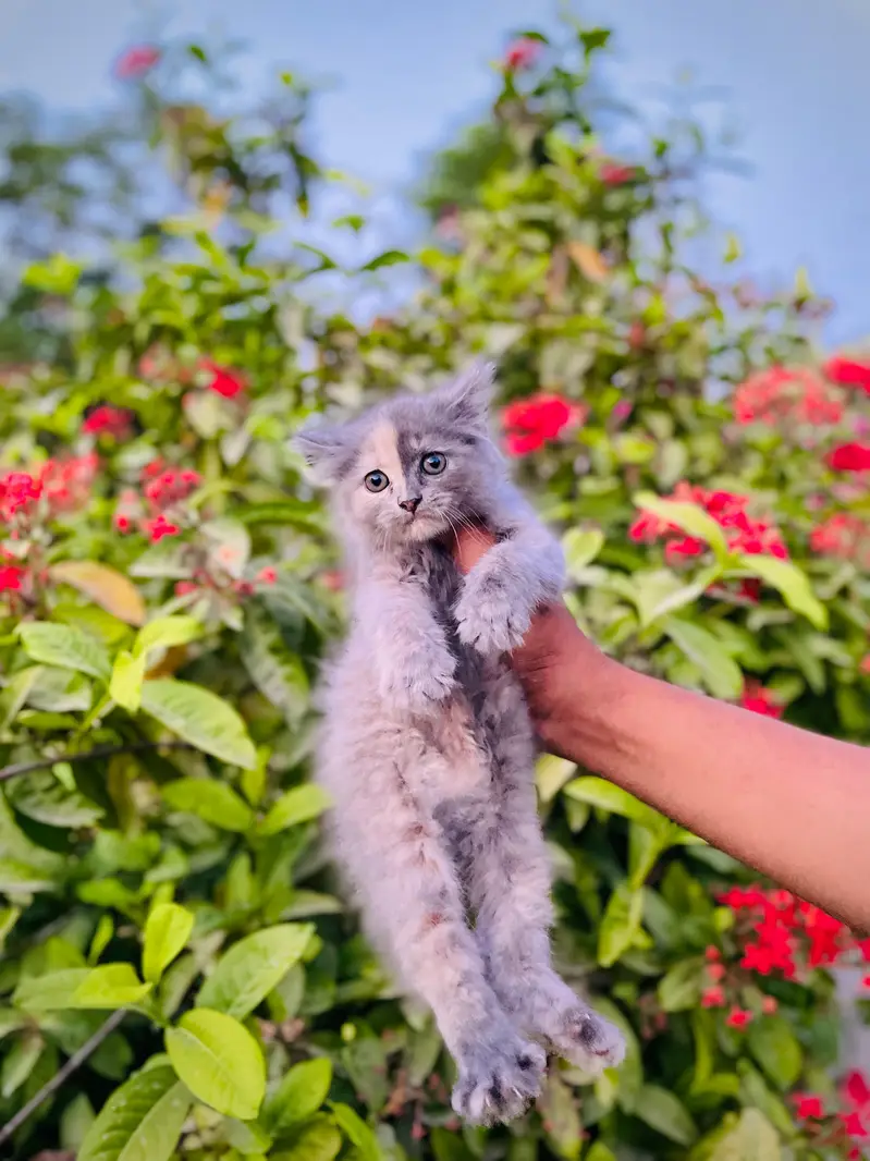 Persian Triple coated — photo 7