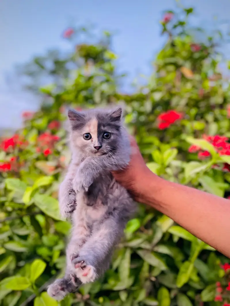 Persian Triple coated — photo 8