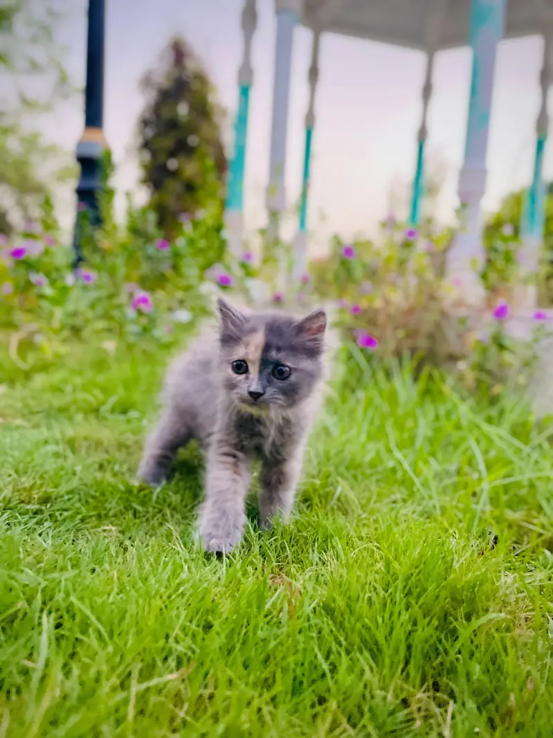 Persian Triple coated — photo 9