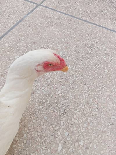 2 German White O-Shamo Females for sale (Urgent)