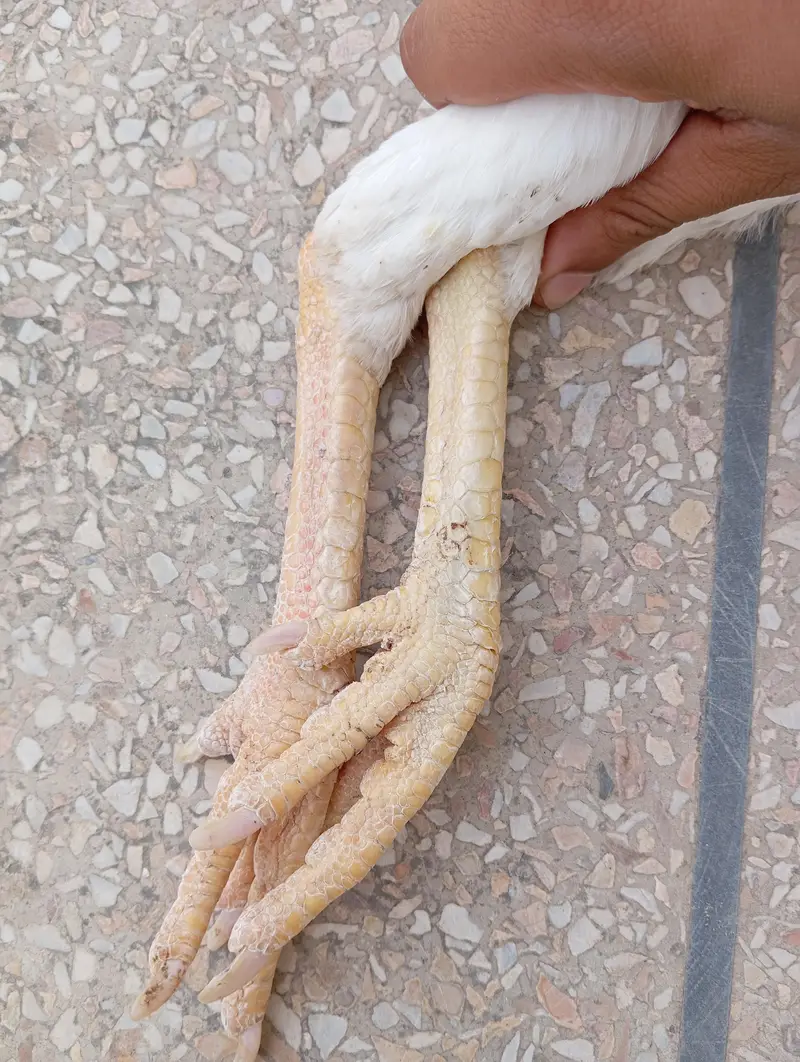 2 German White O-Shamo Females for sale (Urgent) — photo 2