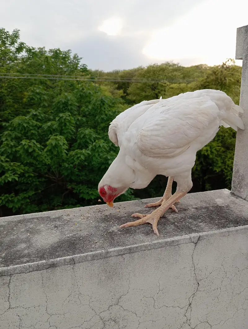 2 German White O-Shamo Females for sale (Urgent) — photo 3