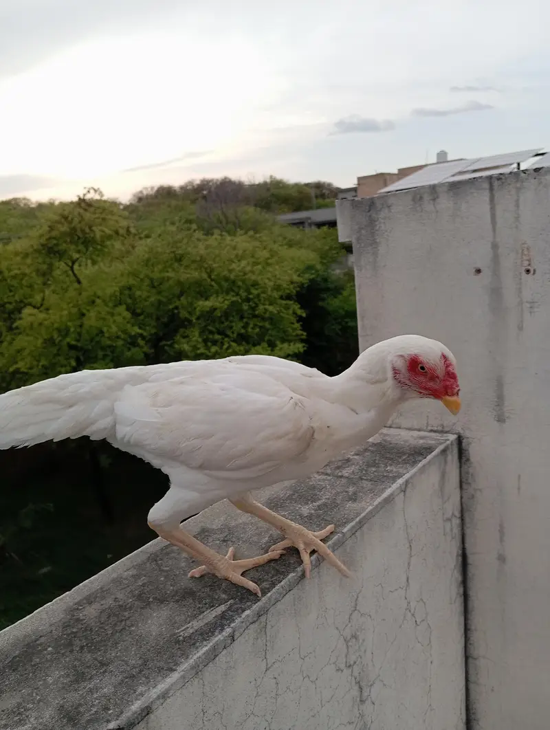 2 German White O-Shamo Females for sale (Urgent) — photo 4