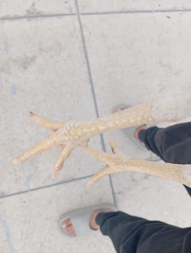 2 German White O-Shamo Females for sale (Urgent) — photo 6