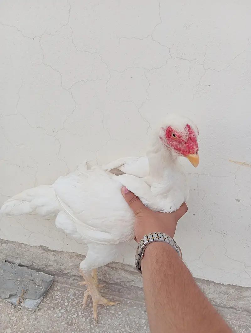 2 German White O-Shamo Females for sale (Urgent) — photo 7