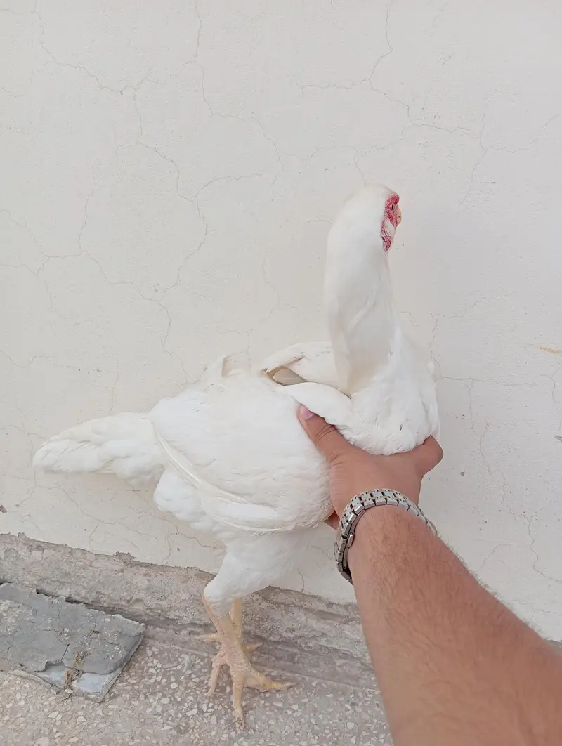 2 German White O-Shamo Females for sale (Urgent) — photo 8