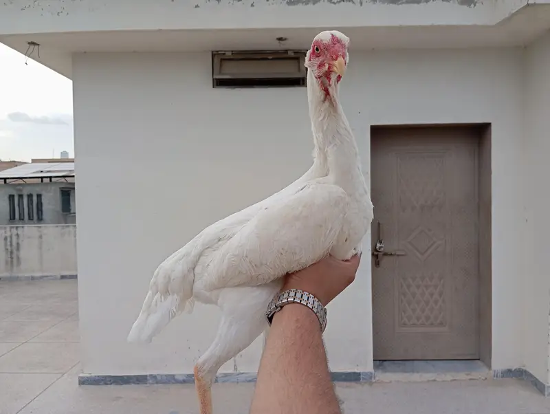 2 German White O-Shamo Females for sale (Urgent) — photo 9