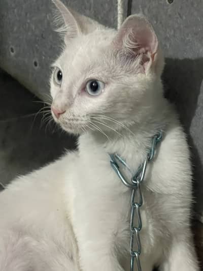 Turkish angora cat