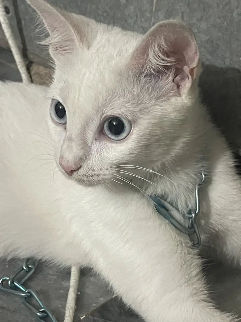 Turkish angora cat — photo 2