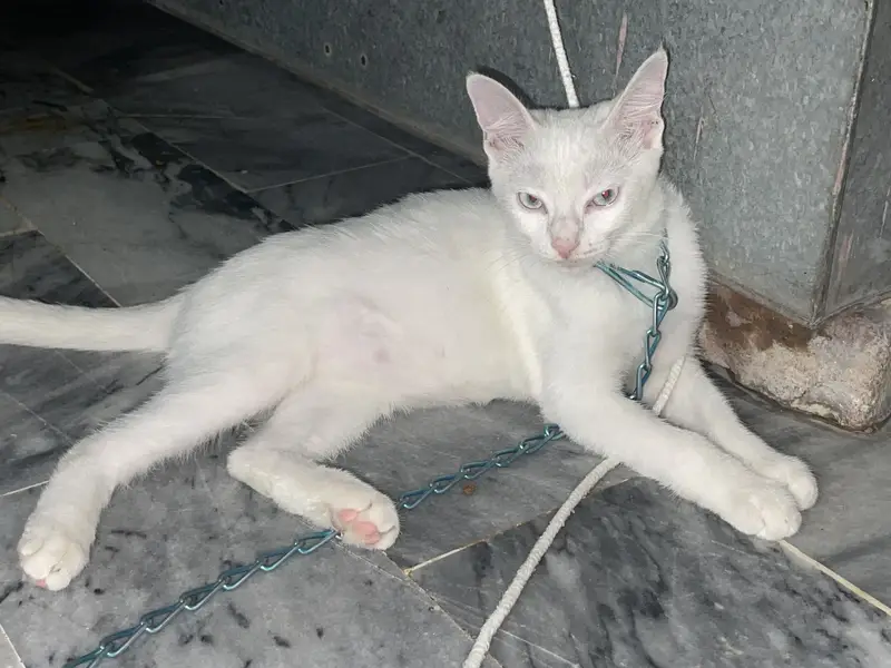 Turkish angora cat — photo 4
