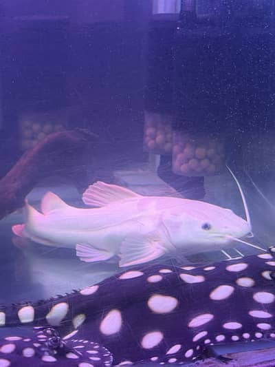 Albino RTC