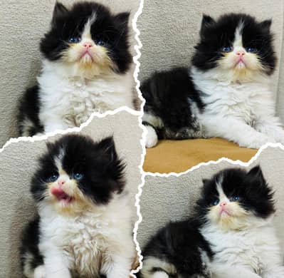 Low Price Kittens/White Persian Kitten/Cats/Male/Female