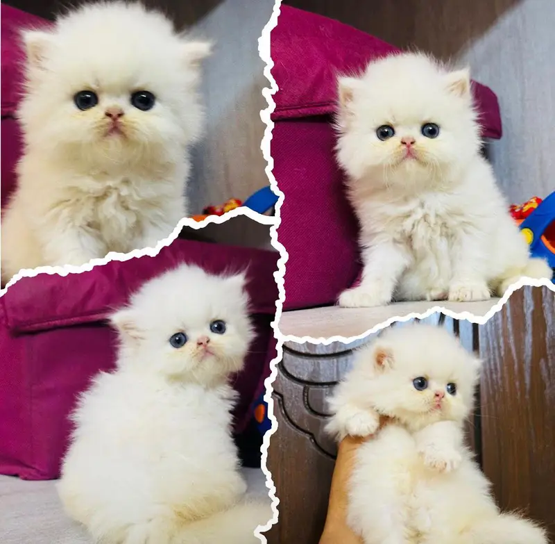 Low Price Kittens/White Persian Kitten/Cats/Male/Female — photo 2