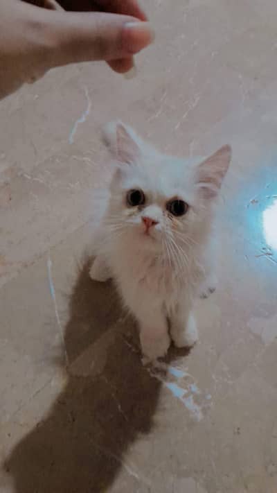 Persian kitten