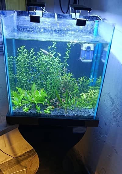Betta Fish,Vampire Crabs,Shrimps