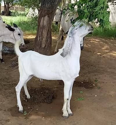 Bakra For sale