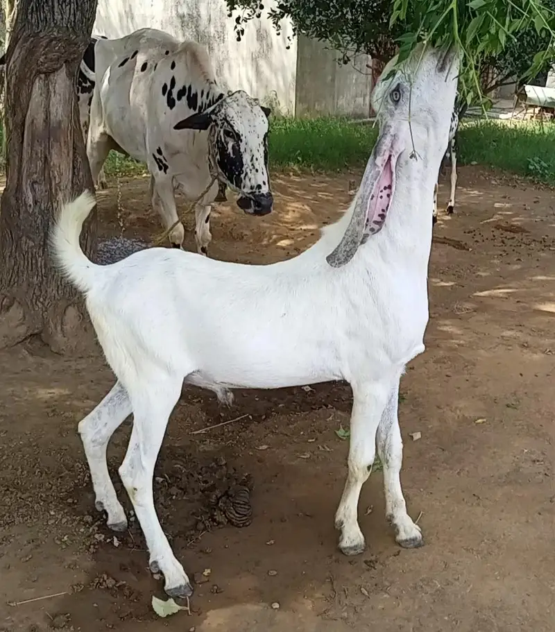 Bakra For sale — photo 2