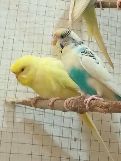 Red Eye Female and Pied Male