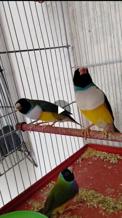 3 Adult Male