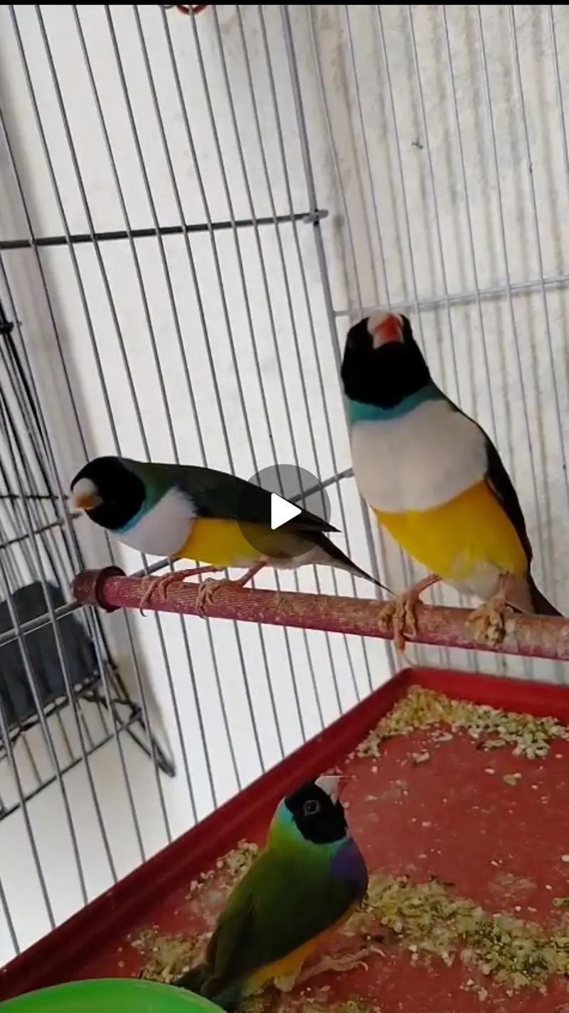 3 Adult Male