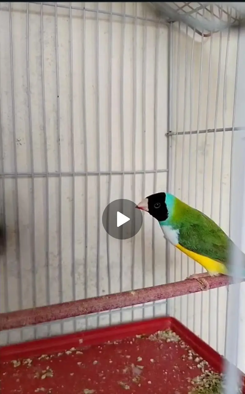 3 Adult Male — photo 2
