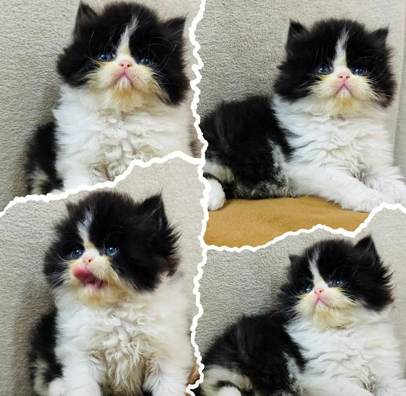 Low Price Kittens/White Persian Kitten/Cats/Male/Female — photo 2