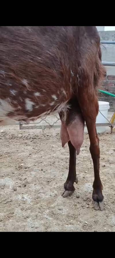bakriyan Aur turki dunmbi