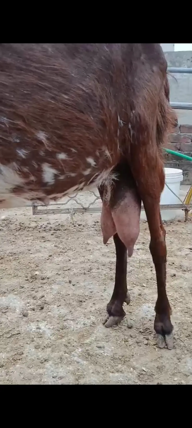 bakriyan Aur turki dunmbi