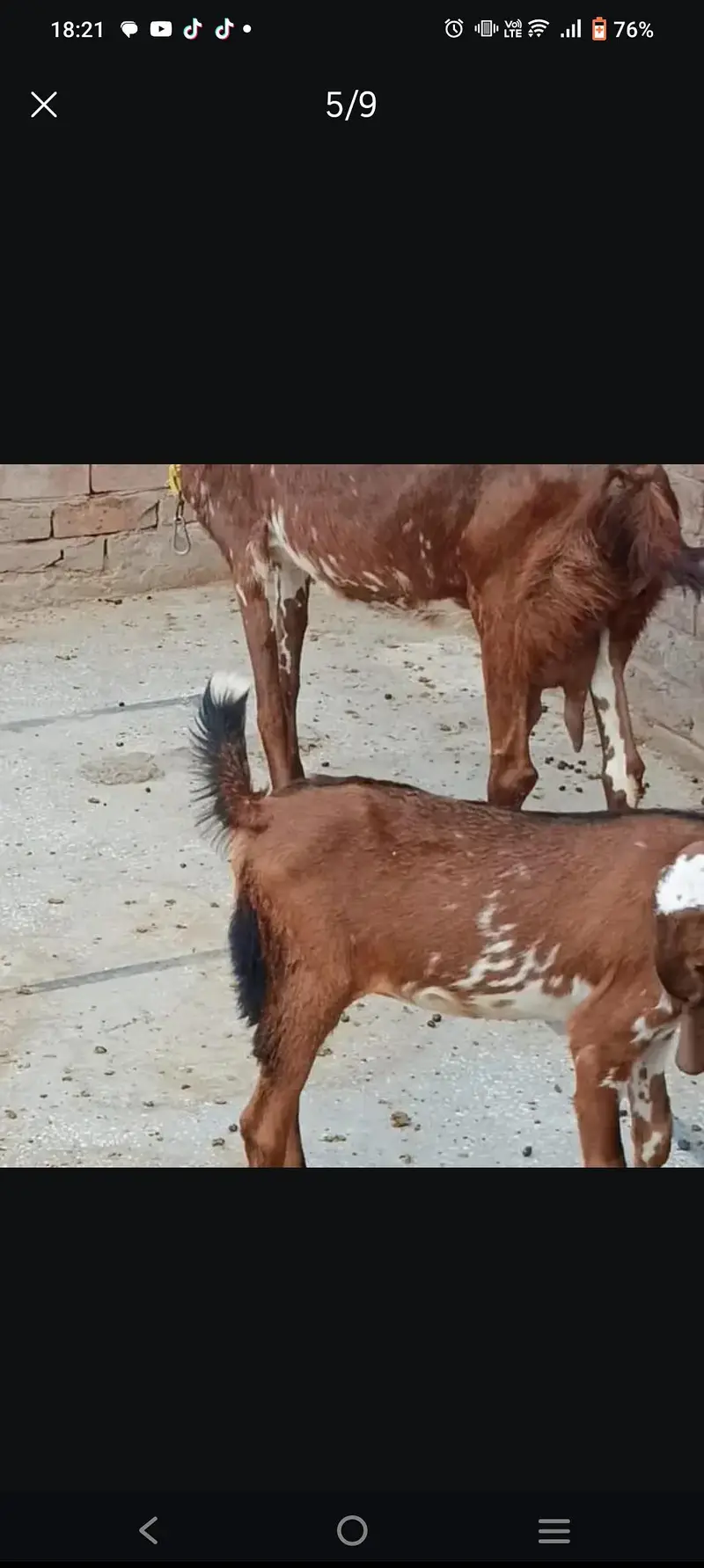 bakriyan Aur turki dunmbi — photo 4