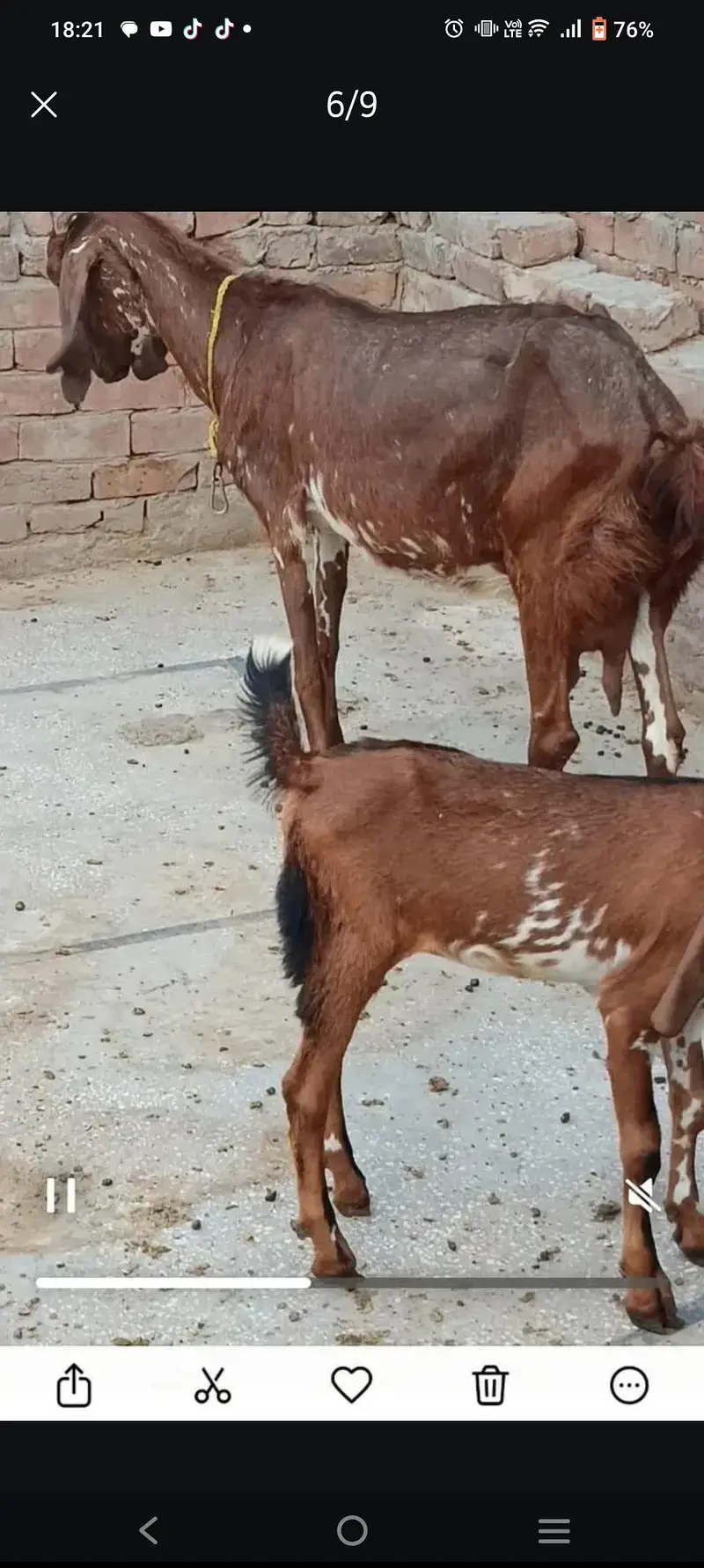 bakriyan Aur turki dunmbi — photo 5