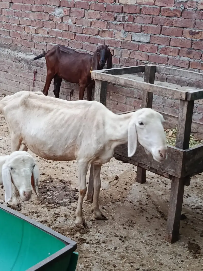 bakriyan Aur turki dunmbi — photo 11