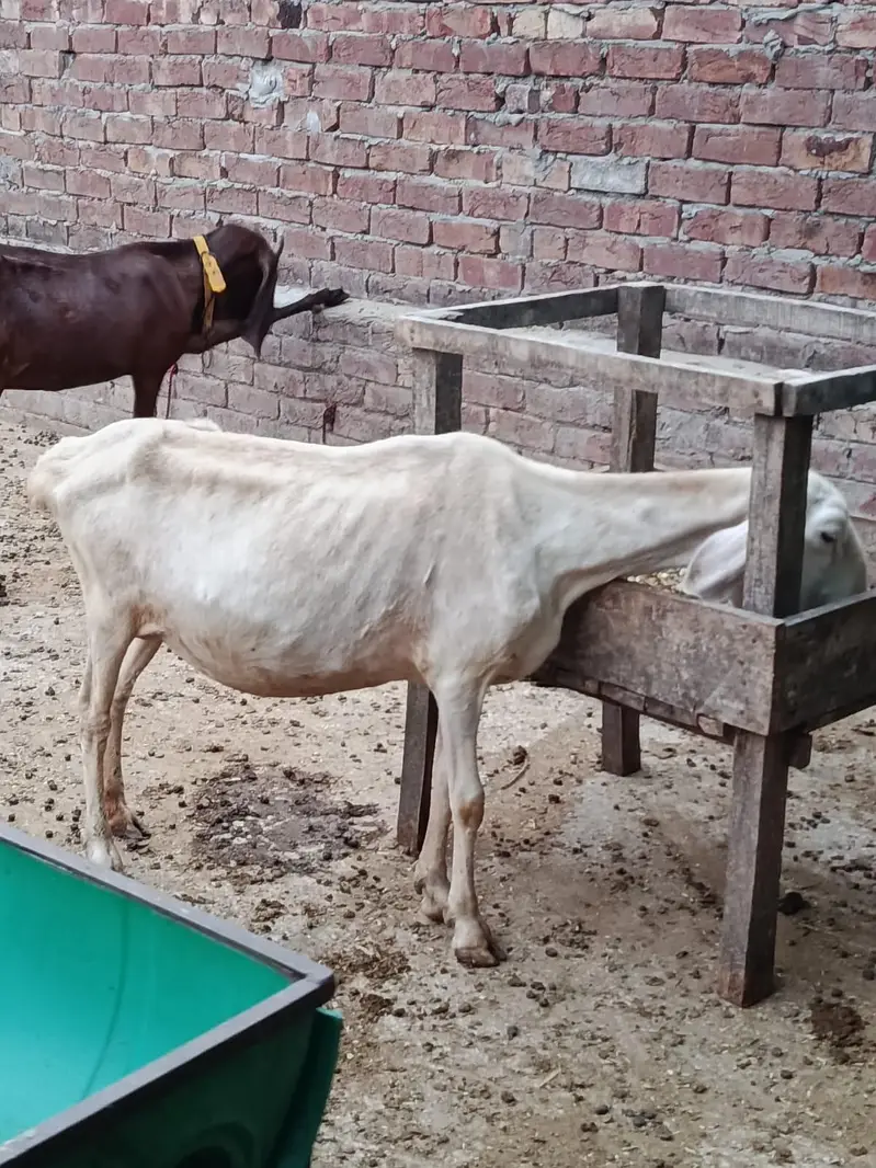bakriyan Aur turki dunmbi — photo 12