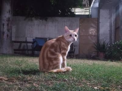 Domestic cat