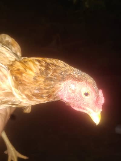 HOME BREED ASEEL FOR SALE
