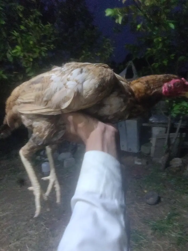 HOME BREED ASEEL FOR SALE — photo 2