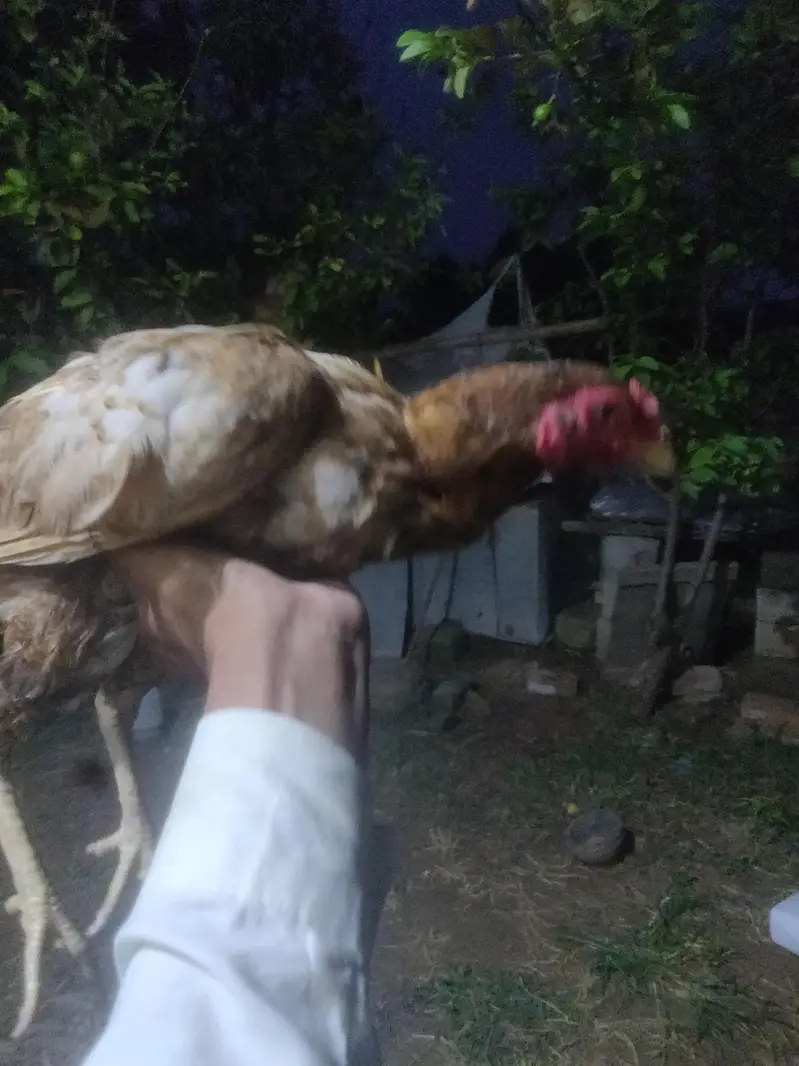HOME BREED ASEEL FOR SALE — photo 3
