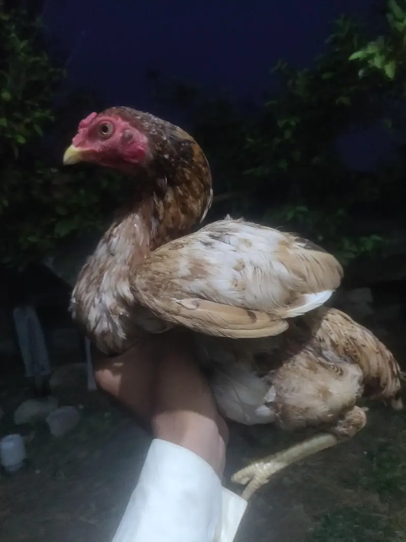 HOME BREED ASEEL FOR SALE — photo 4
