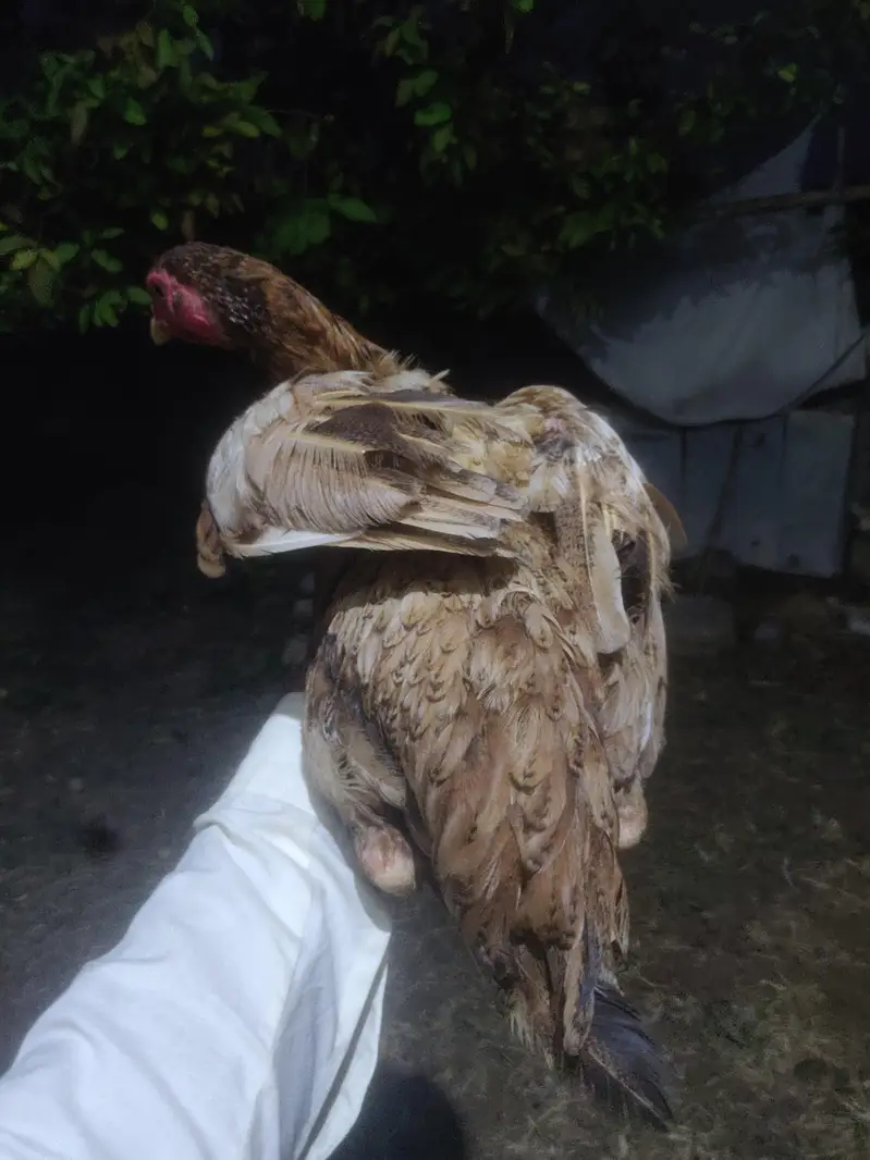 HOME BREED ASEEL FOR SALE — photo 5