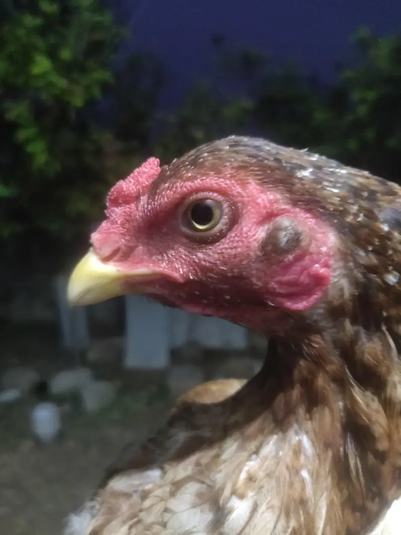 HOME BREED ASEEL FOR SALE — photo 6