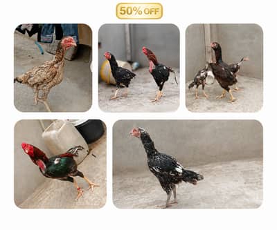 Pure Aseel and  pair for Sale - Top Quality
