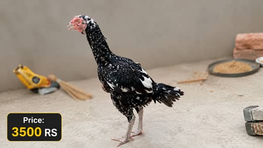 Pure Aseel and  pair for Sale - Top Quality
