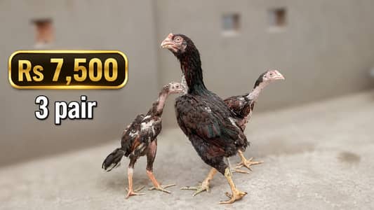 Pure Aseel and  pair for Sale - Top Quality