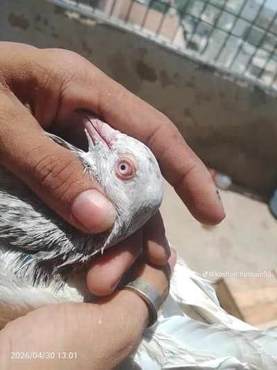 Miya nazer ke goldan kabutar male or zera Femaile
