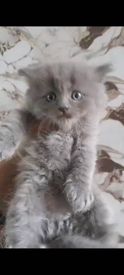 Persion grey triple coated male kitten