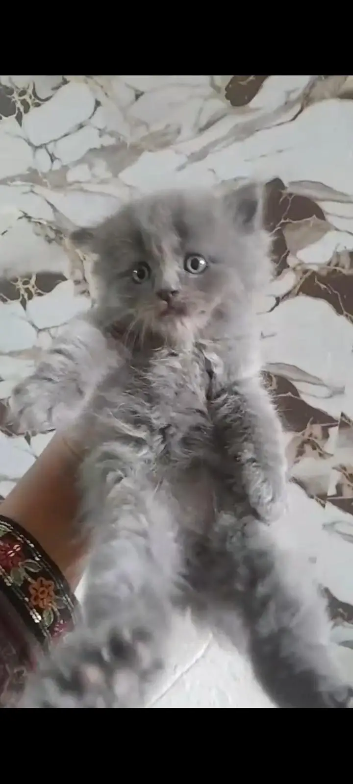 Persion grey triple coated male kitten — photo 2