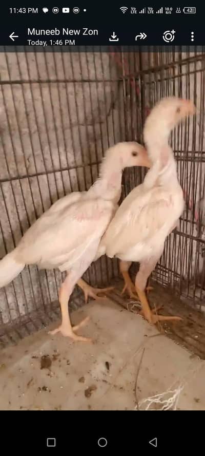heera breed