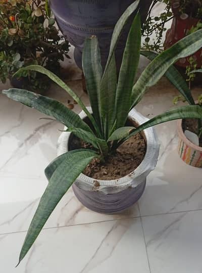 beautiful money plants and snake plants