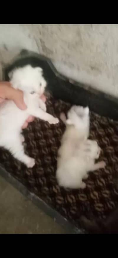 threeple coat white babys mashallah